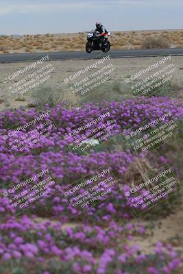 media/Jan-14-2023-SoCal Trackdays (Sat) [[497694156f]]/Turn 14 Exit Bloomig (145pm)/